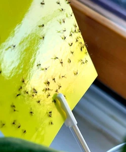 Arkusze lepne żółte doniczkowe - 10 szt. 