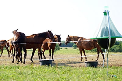 otoczenie-muchy-konskie-pesteko.JPG